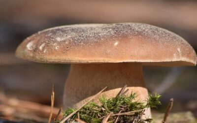 Risotto ai funghi porcini freschi dell’Etna